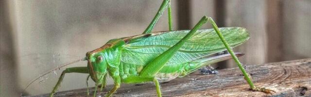 Imali smo posetu zelenog zrikavca…(nije novi član redakcije)