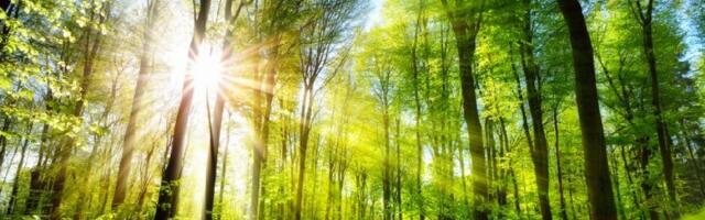 Našli je vezanu za drvo u džungli -  40 danas nije jela ni pila, filmska priča (VIDEO)