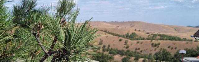 Akcija za očuvanje zlatnog bora na Zlatiboru