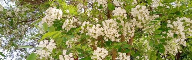 Veruje se da ovo drvo donosi nesreću! Srbi ga zovu NERODOM, ali je kod nekih naroda sveto