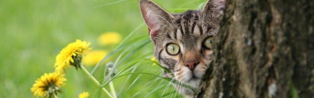 Oprez za vlasnike mačaka: Ovo cveće može biti smrtonosno - reagujte odmah (FOTO)