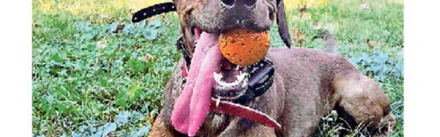 Љубимац није краткотрајна фаза, већ обавеза која траје годинама