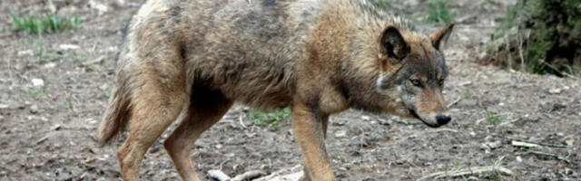 Први напад вука на човека у Немачкој: животиња пуштена уз опрему за праћење