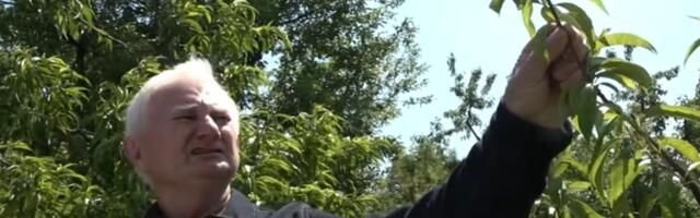 "DONEO MI DRUGAR NEKOLIKO I ZAKOPAM U ŽARDINJERU DA VIDIM DA LI ĆE DA NIKNE" Sad kod Zorana  u dvorištu raste čista egzotika, niko ne zna koje je to drvo VIDEO