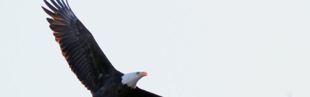 "Halo, policija! Orao je upravo bacio mačku na moj automobil": Bizarna scena na auto-putu, pogledajte štetu!