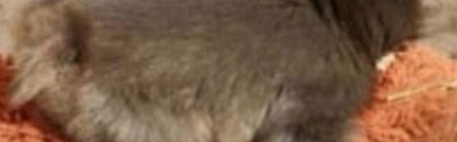 Мали мајмун из јапанског зоолошког врта постао вирални хит због своје играчке