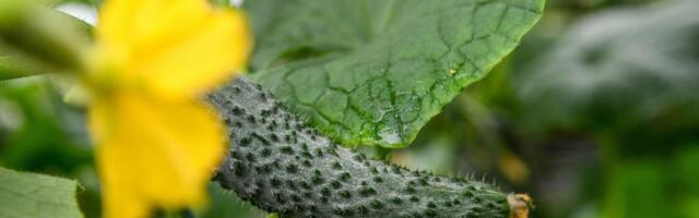 Krastavce sadite pored ovih biljaka i dobićete duplo veći rod: Tajna iskusnih baštovana je u ovim kombinacijama