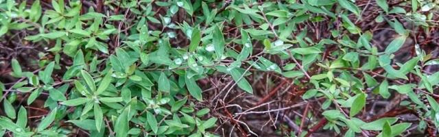 Gljivice u zemljištu mogu da utiču na nastanak kiše