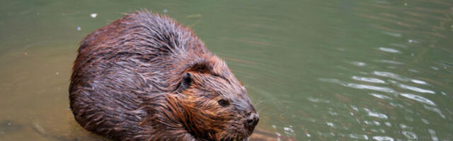 Вратили даброве у Лондон после више векова, они спасили станицу од поплава