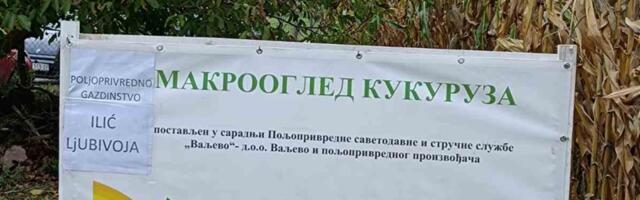 Макрооглед кукуруза у селу Јајчић