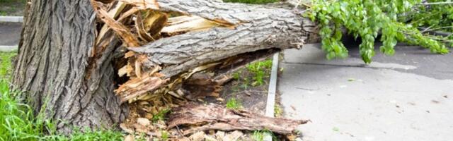 Tragedija u Nišu: Drvo palo na mašinu, stradala žena