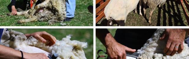 Najveća bleja u Srbiji juče se zbila u Senti: U centru pažnje bile su ovčice, glavni akteri njihovi "frizeri"