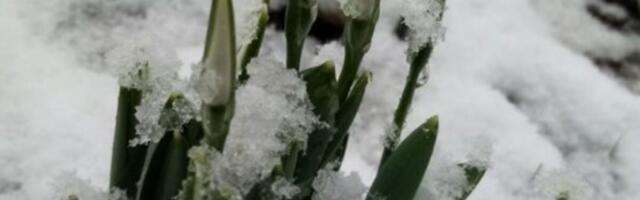 ČUDO PRIRODE KOD ĆUPRIJE I TO USRED JANUARA! Evo šta se pojavilo u BAŠTI, pa da li je MOGUĆE!? (FOTO)