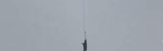 "Leteća svinja" izazvala haos u selu: Ovaj incident je teško opisati rečima, a srećom postoji snimak