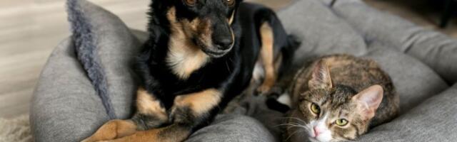 Ko će vam pre priteći u pomoć - pas ili mačka? Naučnici dali odgovor