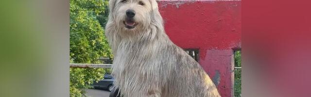 Piksi iz Beograda završio u azilu u Novom Sadu: Tužna sudbina psa koji je zbog bebe izgubio dom