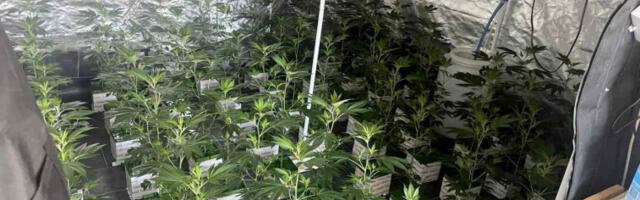 Звездара: откривене две лабораторије за производњу марихуане, ухапшена једна особа