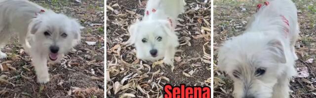Udomljava se Selena iz Beograda, pas koji je ostavljen kod veterinara zbog neplaćenog računa