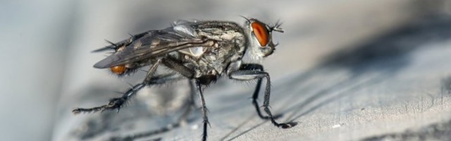 RASTERAJTE MUVE JEDNIM UDARCEM! Rešite se dosadnih insekata prirodnim putem!