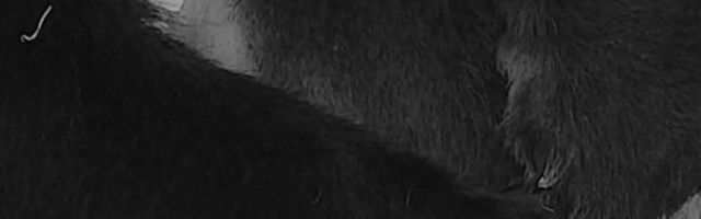 Prenos porođaja minijaturne pande "pukao" zbog prebukiranosti! (FOTO)