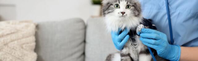 Kako prepoznati NEUROLOŠKE PROBLEME kod mačke: Na OVE SIMPTOME često se ne obraća pažnja