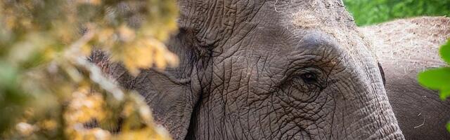 Šumskih slonova ima više nego što se mislilo