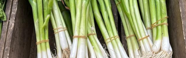 Prevara na pijaci: Ovako izgleda prskan mladi luk - koren otkriva da li je prepun pesticida