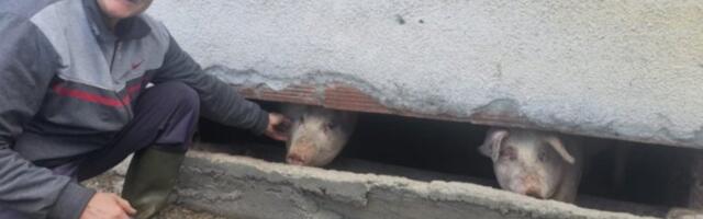 NAJBOLJE ČUJE KAD ZAZVEČI KANTA ZA RUČAK! Čitava Srbija priča o ČUDU SA MALJENA! Rođen je bez ušiju, a svi ga OBOŽAVAJU! (FOTO)