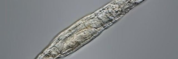 Višećelijski organizam oživeo nakon 24.000 godina provedenih u sibirskom ledu