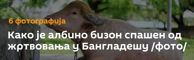 Како је албино бизон спашен од жртвовања у Бангладешу /фото/