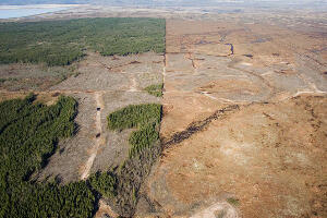 WWF: На Светски дан дивљих врста, замислите како би изгледао свет без природе