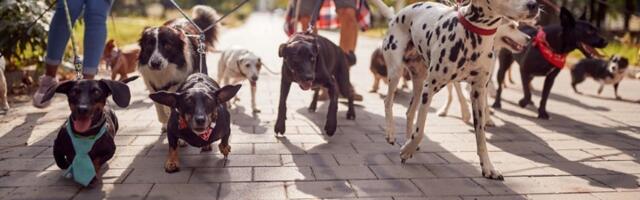 Koliko dugo žive psi? Sve zavisi od ove 3 stvari!