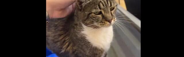 Uginula mačka Ljubica iz Pionira, Crvena zvezda se oprostila od nje