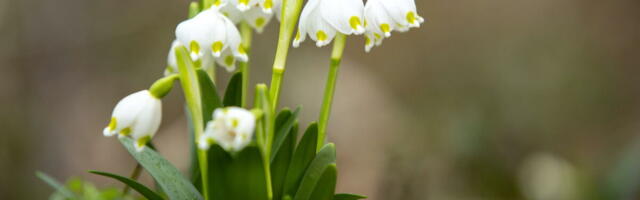 Ako primetite prve visibabe u svom dvorištu, spremite se za šok: Kad se pojave ovako rano, kriju važno upozorenje!