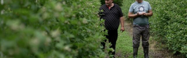 Malinar Mileta strepi pred berbu! Radnici stižu iz inostranstva domaći traže previsoke dnevnice?