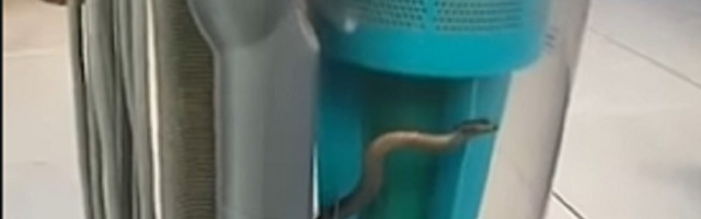 Veoma otrovna zmija spašena iz usisivača nakon što je vlasnica kuće usisala gmizavca
