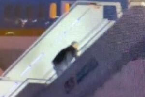 Бајден се спотакао приликом уласка у авион