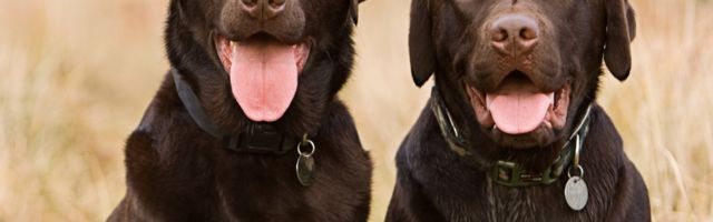 Zašto trče za automobilima i kako ih odvići od toga?