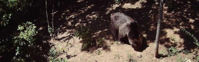 Tri odrasla medveda sa mladima uočena na teritoriji planine Povlen