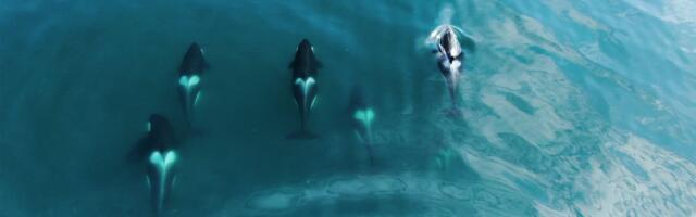 Velika senzacija! Prvi put snimljeno šta kitovi ubice i delfini RADE ZAJEDNO: Morski biolozi ostali bez reči