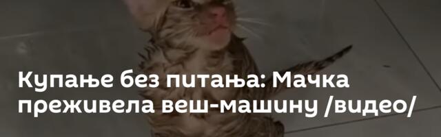 Купање без питања: Мачка преживела веш-машину /видео/