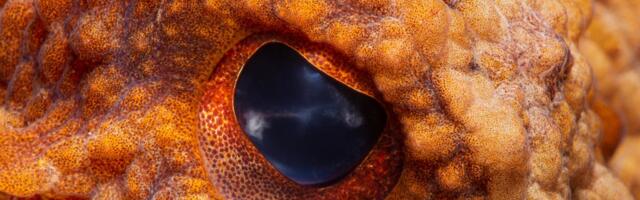 Broj ovih beskičmenjaka skače neverovatnom brzinom: Poslednji put to je zabeleženo 1950. i 1900.