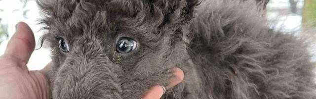 Volonteri spasili uplašeno sivo štene koje liči na vuka: Ako volite pse i imate dvorište, javite se!