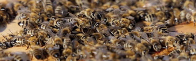 Од­го­вор­ним пр­ска­њем ариљски во­ћа­ри по­ма­жу пчеларима