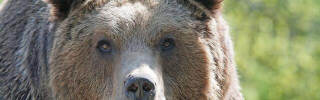 Medved u Slovačkoj napao čoveka dok je džogirao