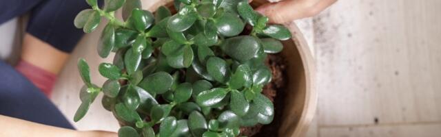 Što je bujnija to više PARA PRIVLAČI: Ubacite samo 2 sastojka u saksiju, krasula će rasti kao luda