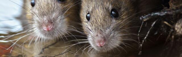 Stanovnici ovog grada u strahu: Pacovi stvaraju veliki problem, prave tunele i ulaze u domove