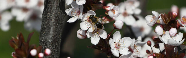 Prolećno vreme danas stiže u Beograd 26 dana pre kalendara, pokazala analiza