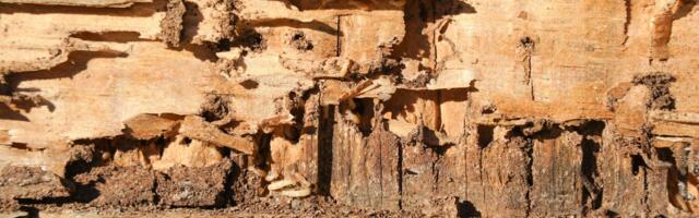 Stopa uspeha od 95%: Novi trik da se termiti namame pravo u smrt