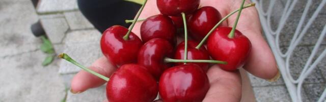 Trešnje kao suvo zlato: Ovo su cene na pijacama, prodavci ih mere na 100 grama!